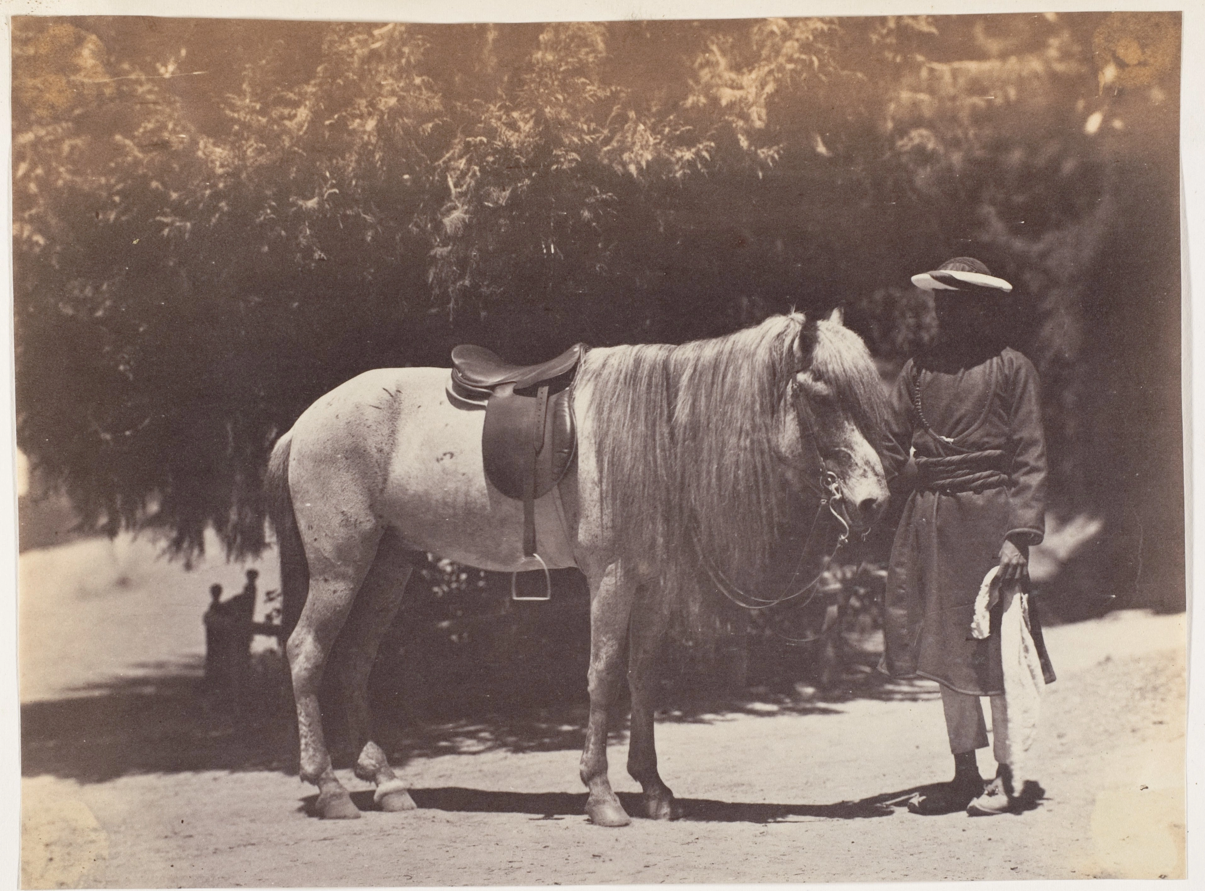 A saddled grey pony held by a groom beneath the trees