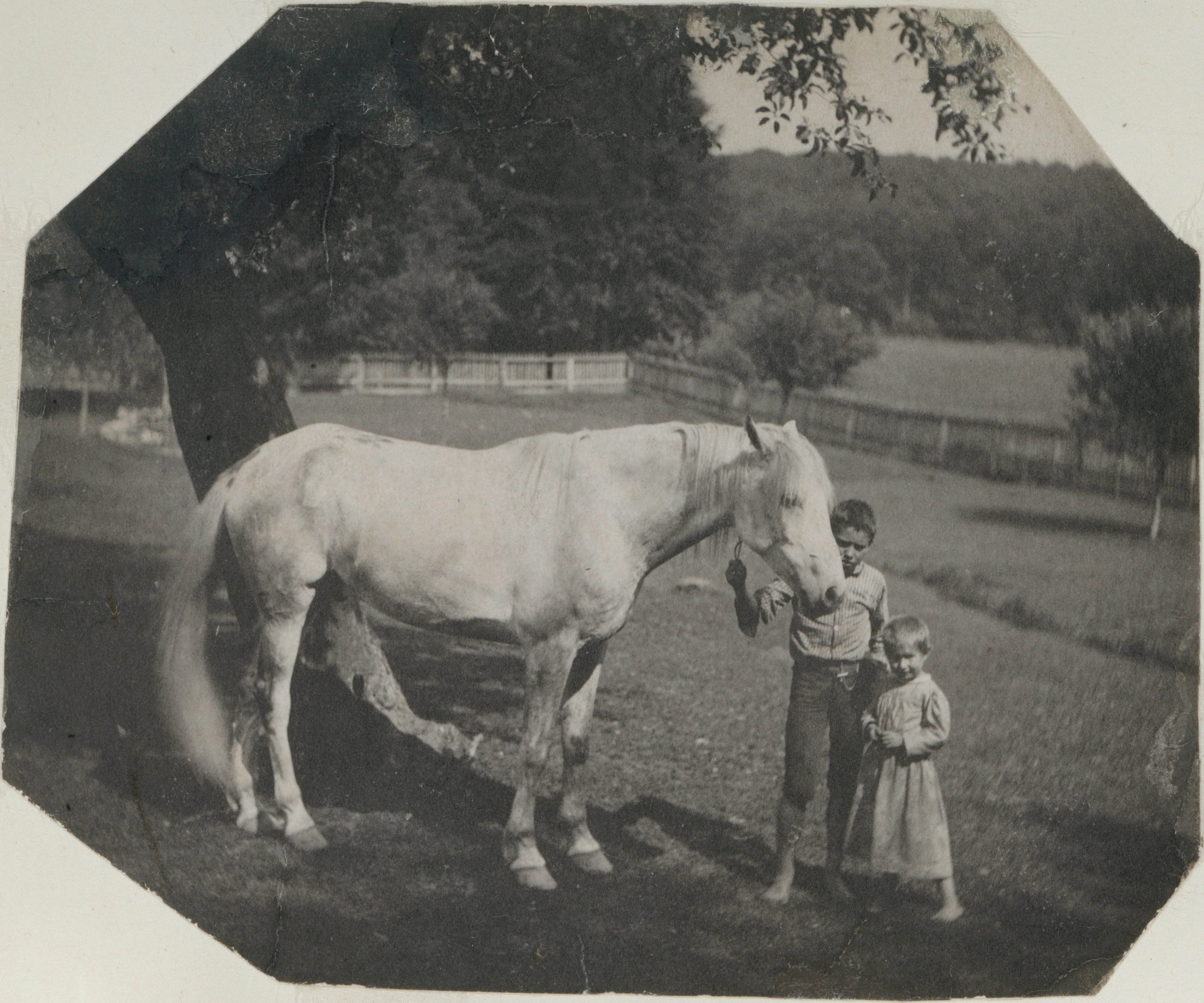 Two children with a white horse by the paddock rail