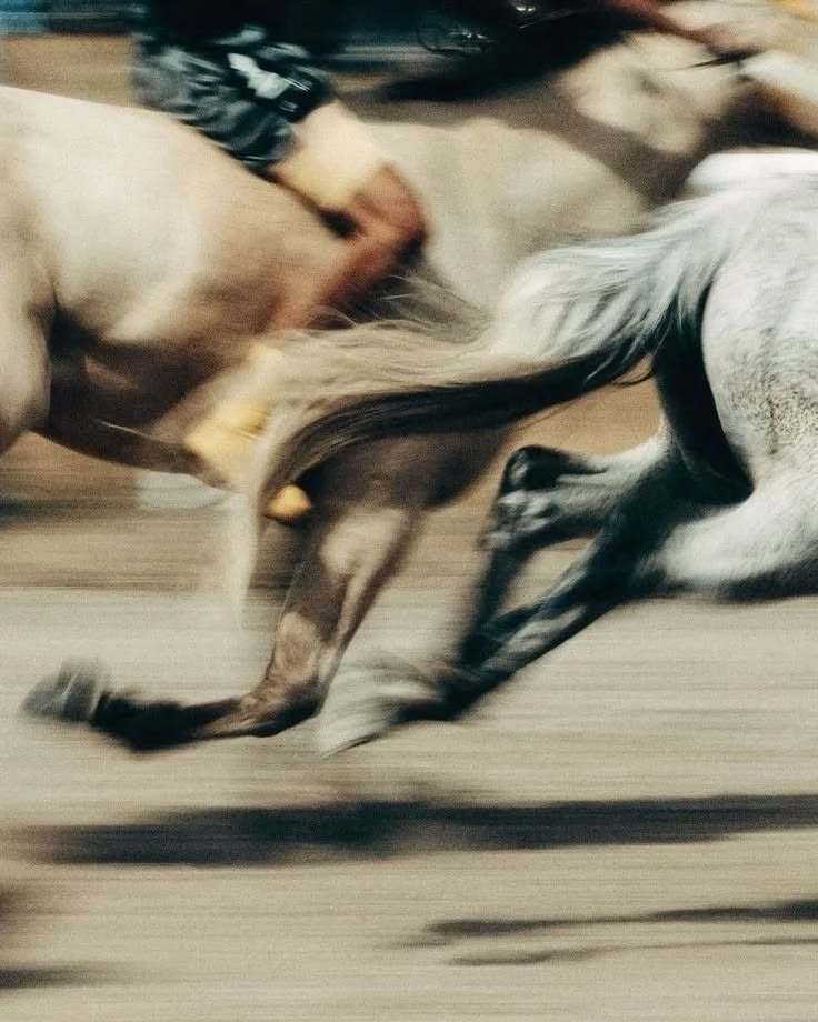 A horse at the gallop