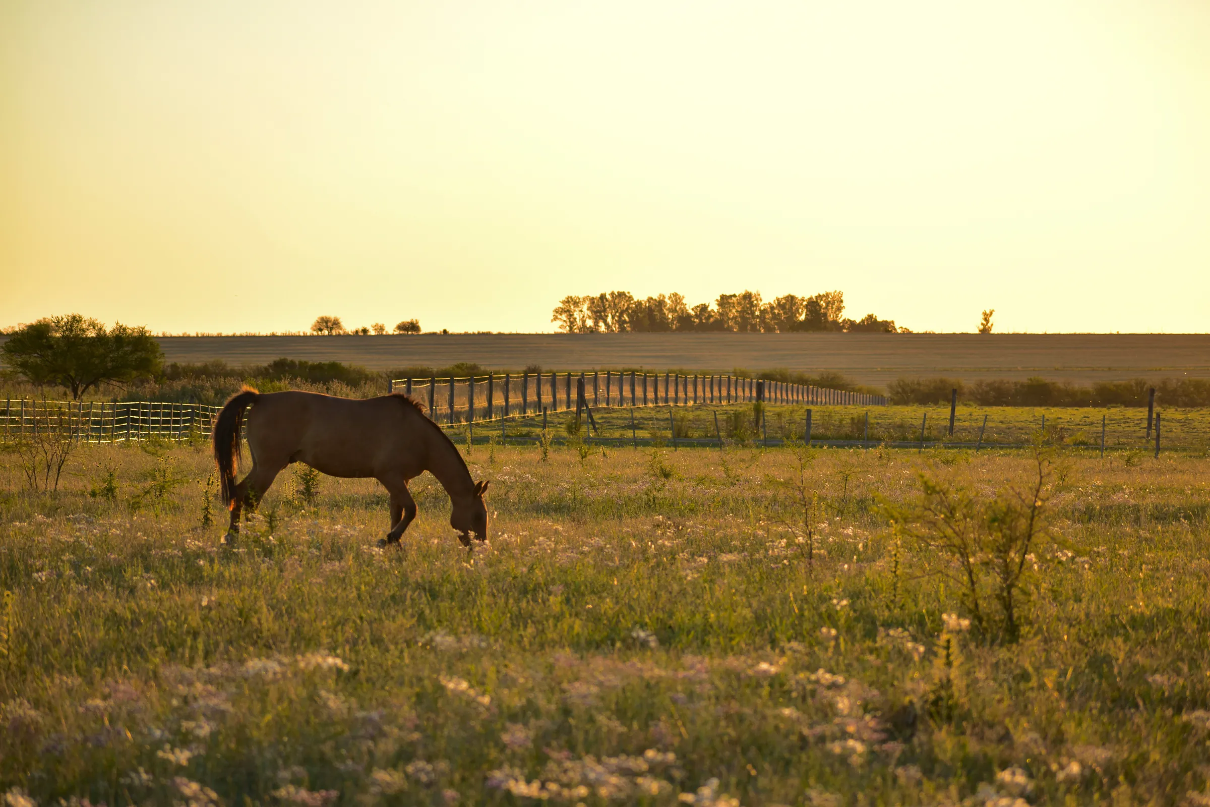 A horse grazing a meadow at golden hour, fence beyond