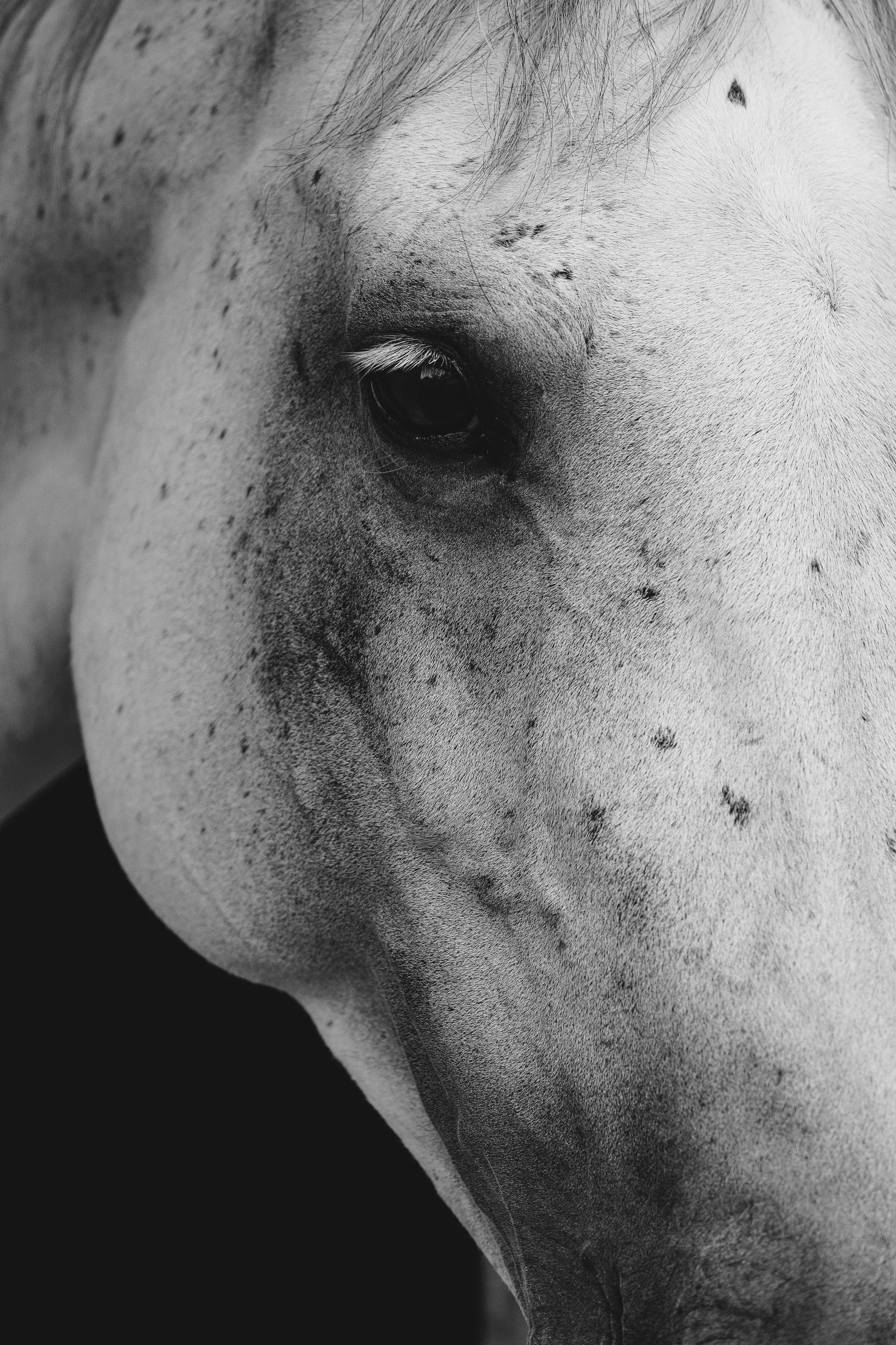 A grey horse's eye in black and white