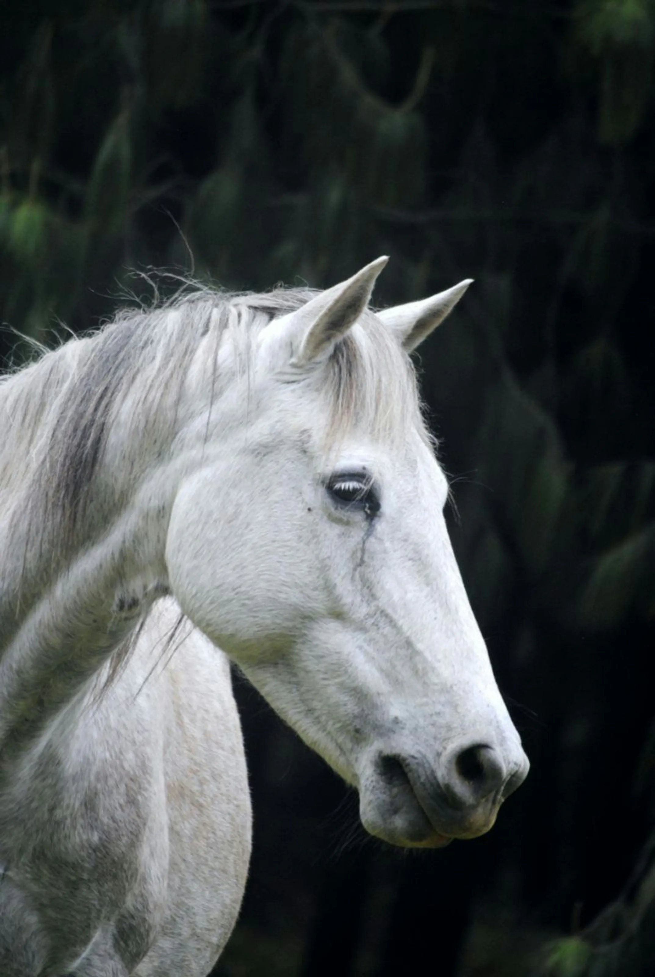 A grey horse in profile against dark pines