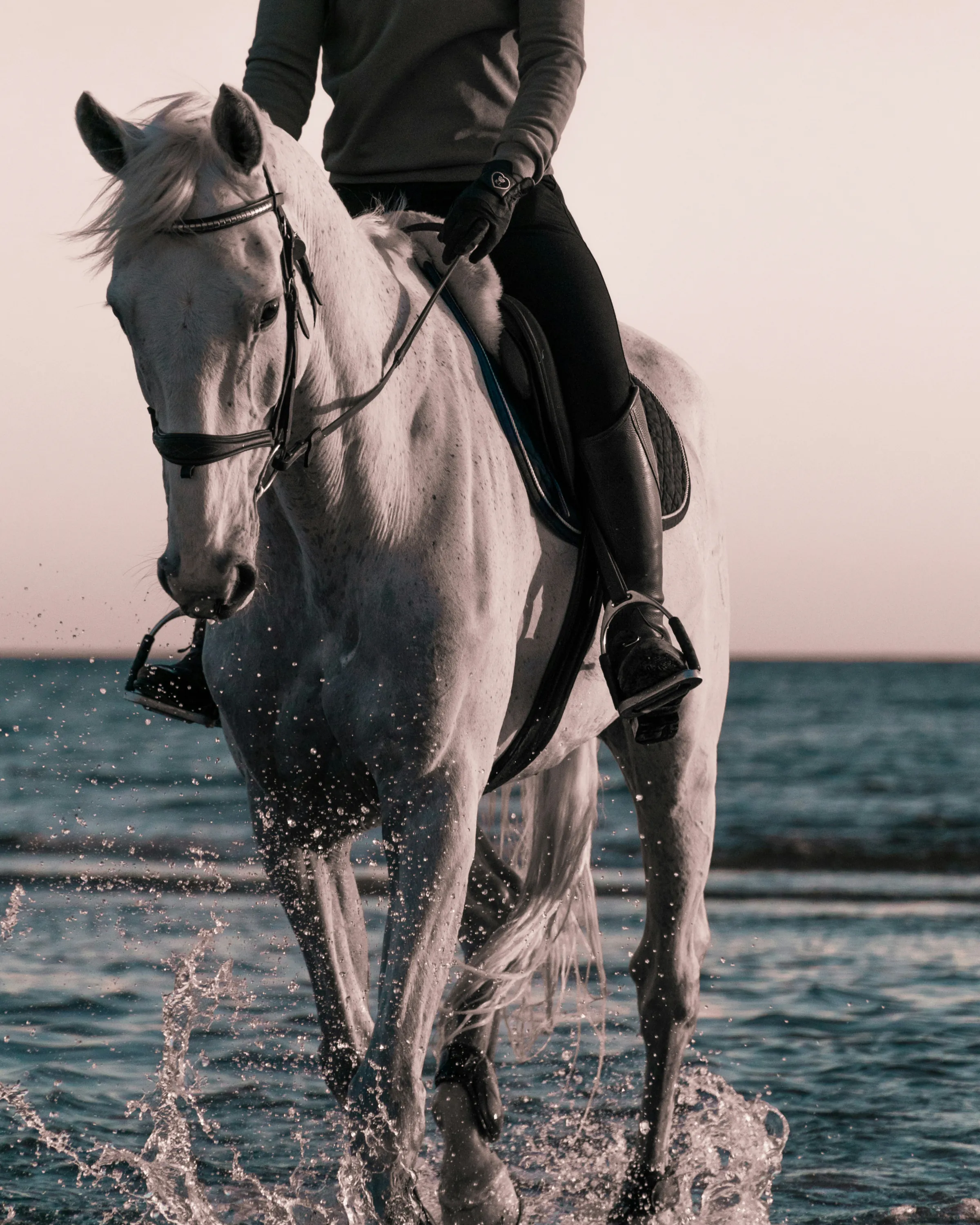 A grey horse ridden through the shallows at dusk