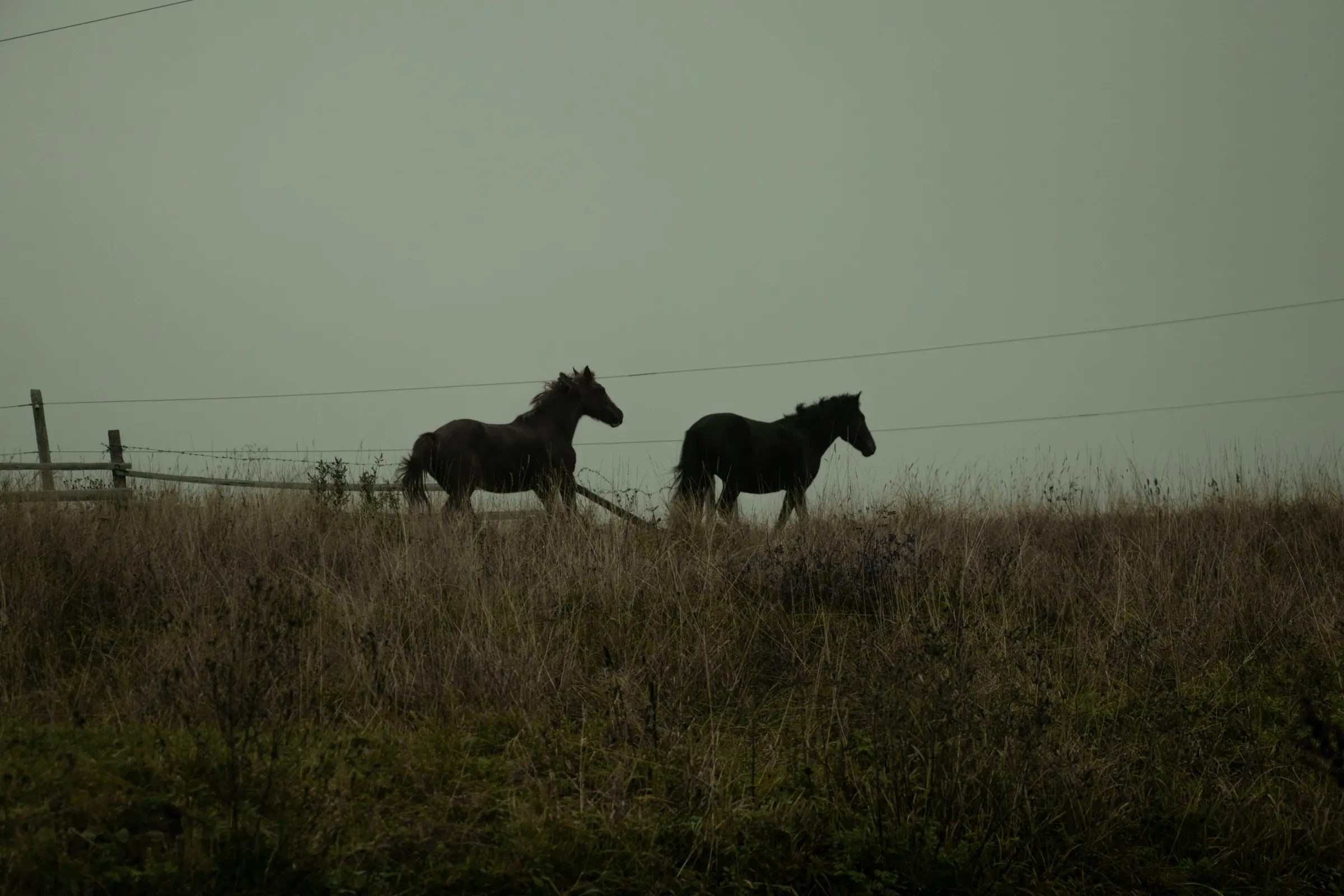 Two dark horses along a ridge under a grey dusk sky