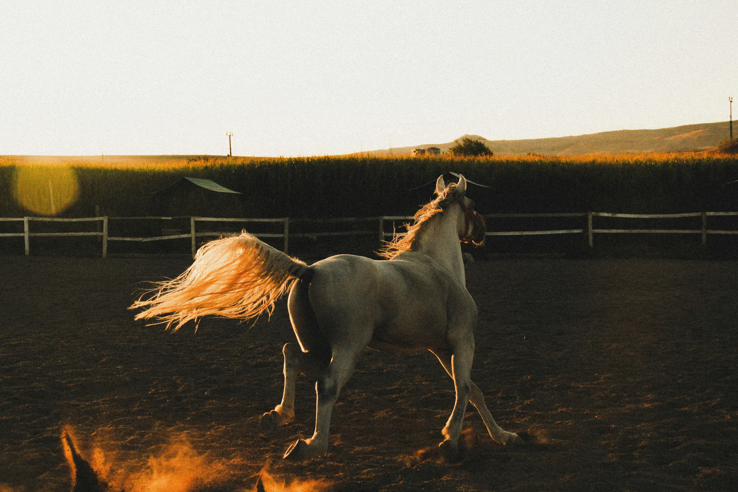 A white horse cantering across the paddock at sunset, dust rising