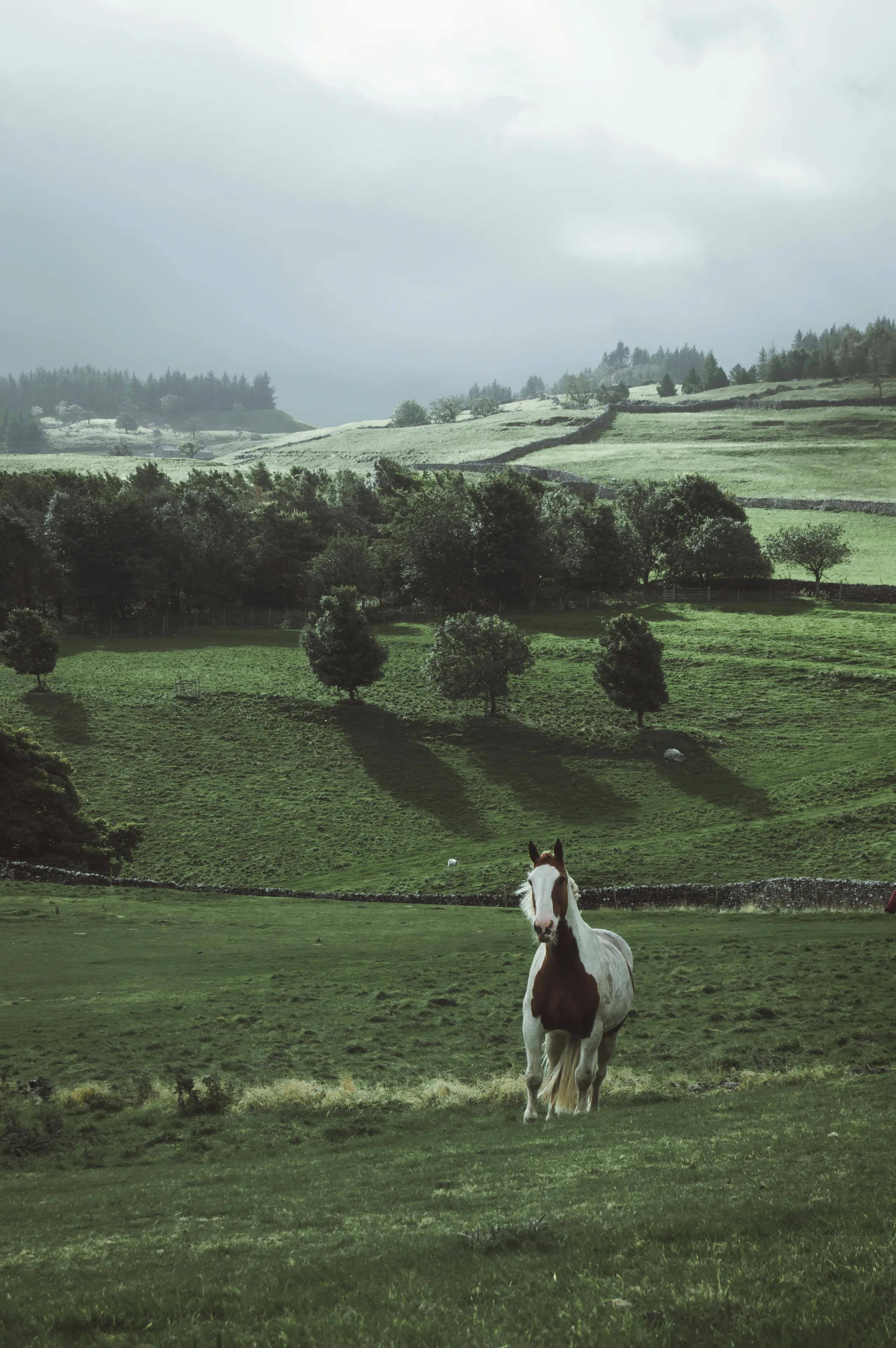A piebald horse in a green valley, hedgerows beyond
